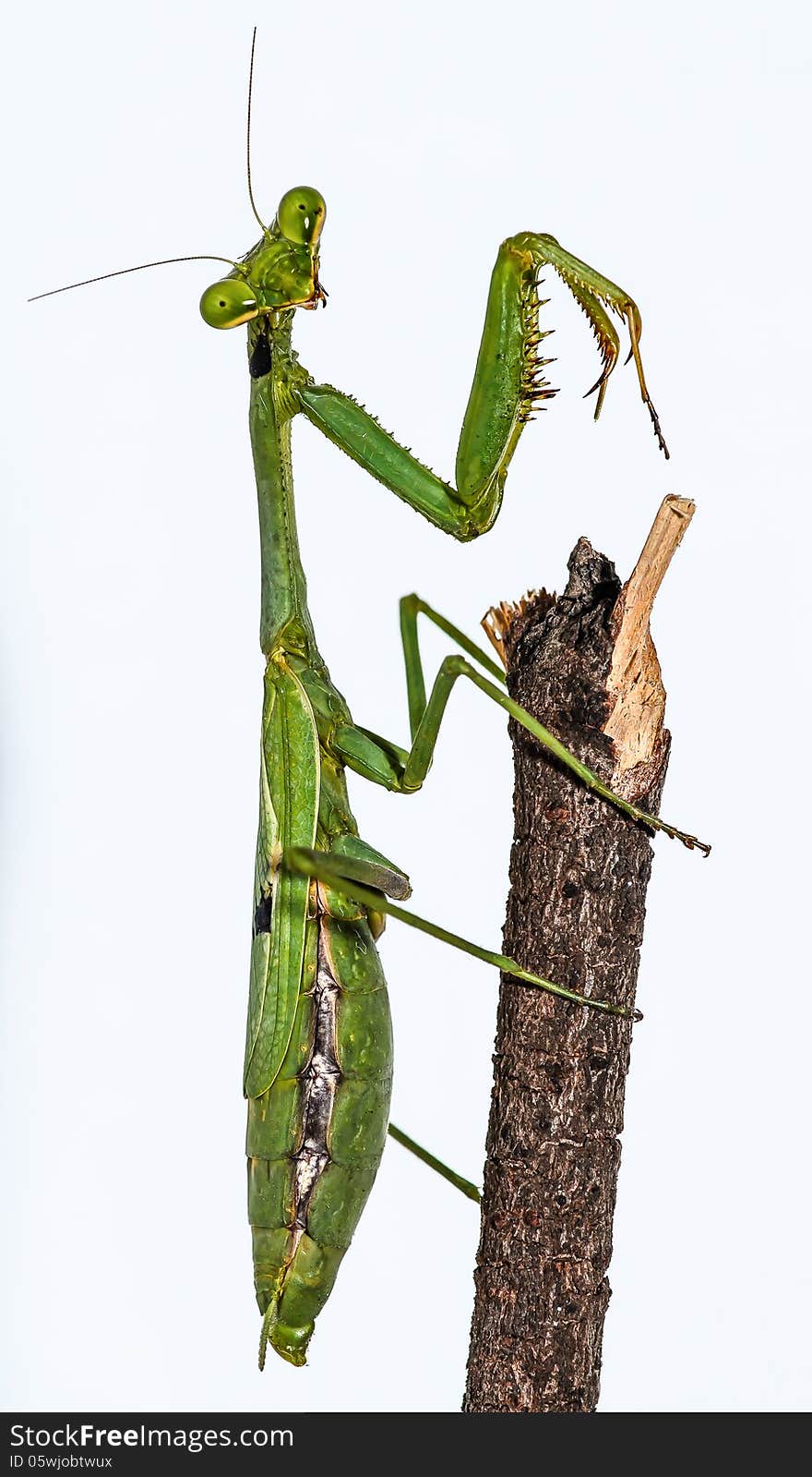 Green European Mantis Macro Closeup standing on a wood stick