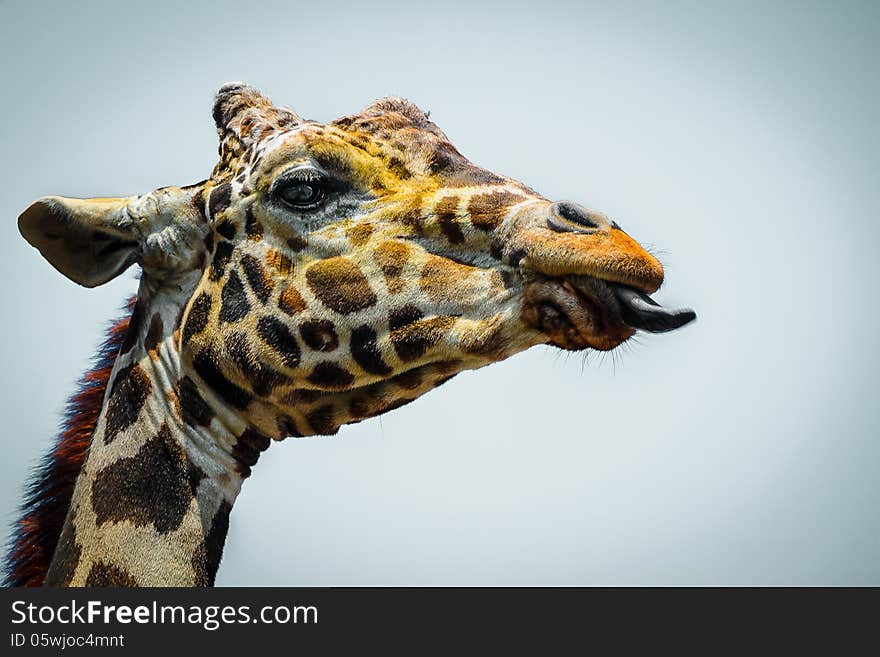 Giraffe showing its tongue closeup