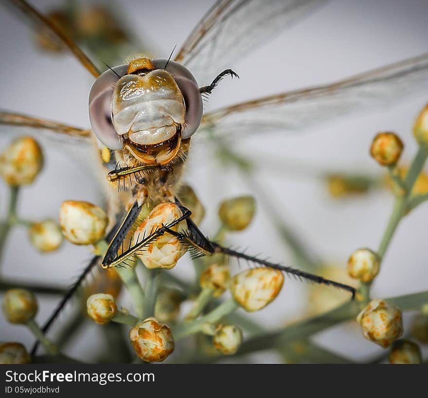 Dragonfly head macro closeup. The dragonfly is standing on a plant with small flowers. Dragonfly head macro closeup. The dragonfly is standing on a plant with small flowers