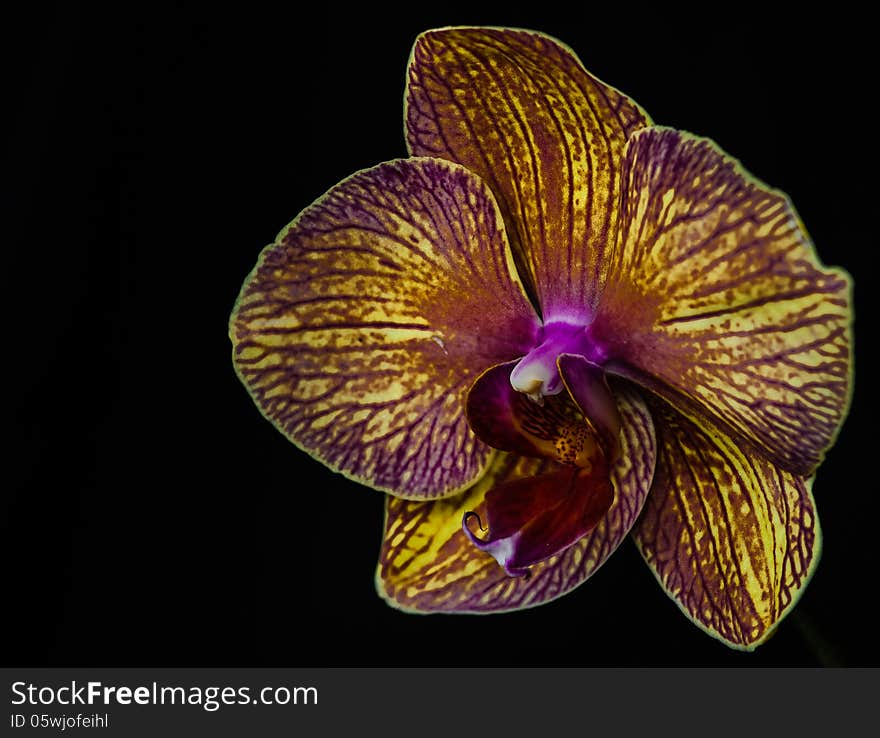 Yellow and violet Orchid Macro Closeup