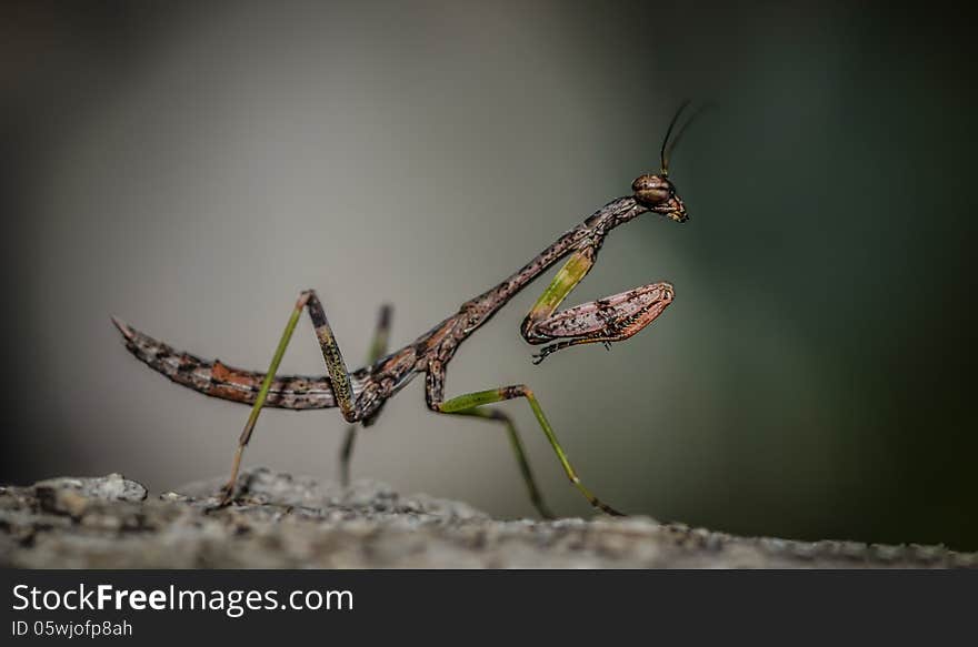 Small Brown Mantis macro closeup (Mantis about 3cm)