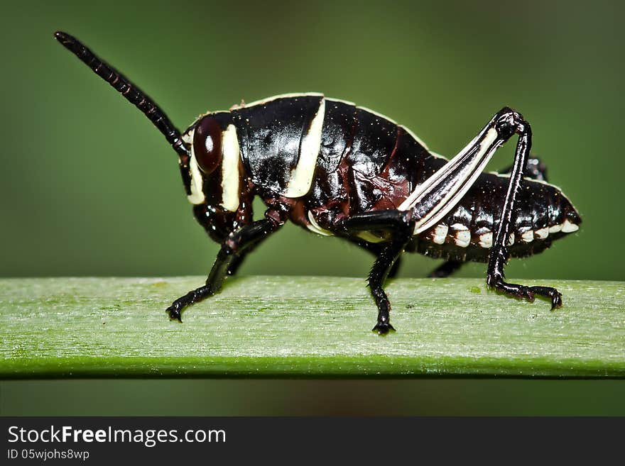 Small Black and White Grasshopper Nymph Macro Closeup