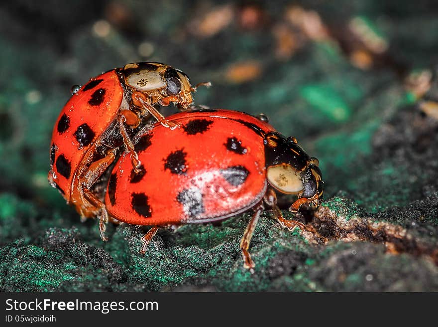 Two red and black ladybugs copulating macro closeup