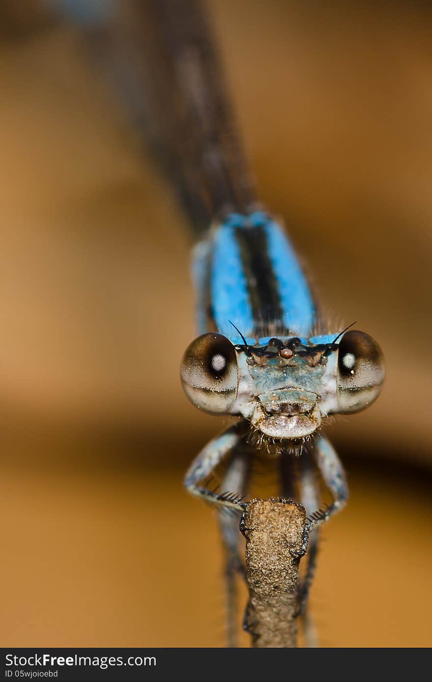 Blue Damselfly on a wood stick macro closeup