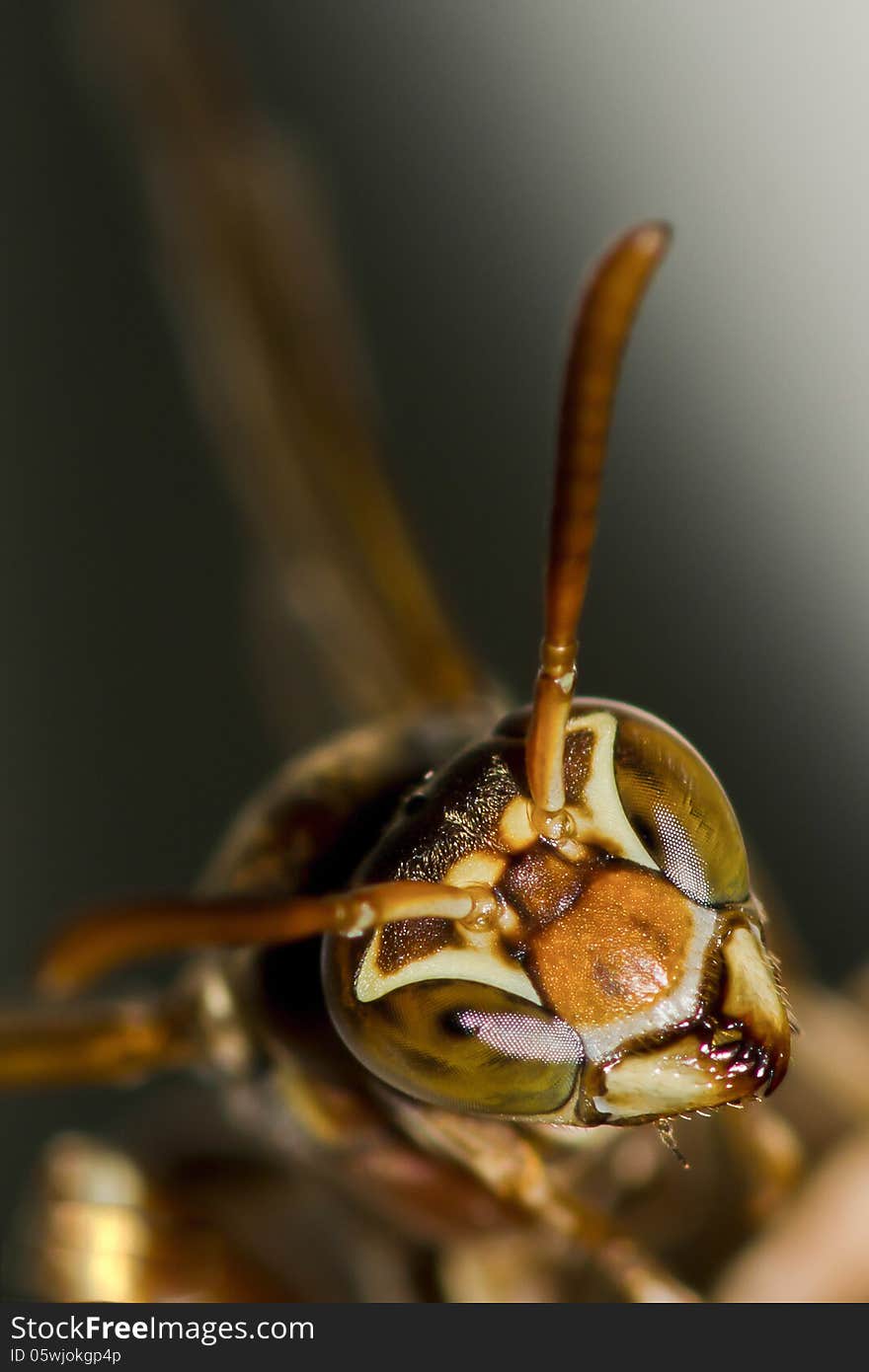 Yellow and brown small wasp head macro closeup