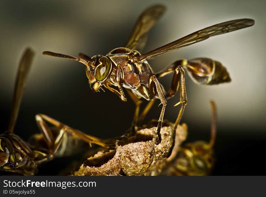 Small brown and yellow wasp macro closeup. Small brown and yellow wasp macro closeup