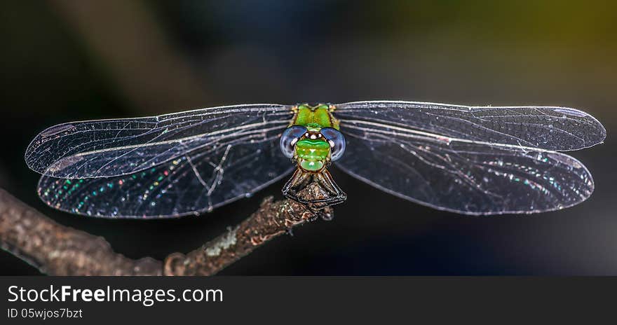 Green and blue dragonfly macro closeup. Green and blue dragonfly macro closeup