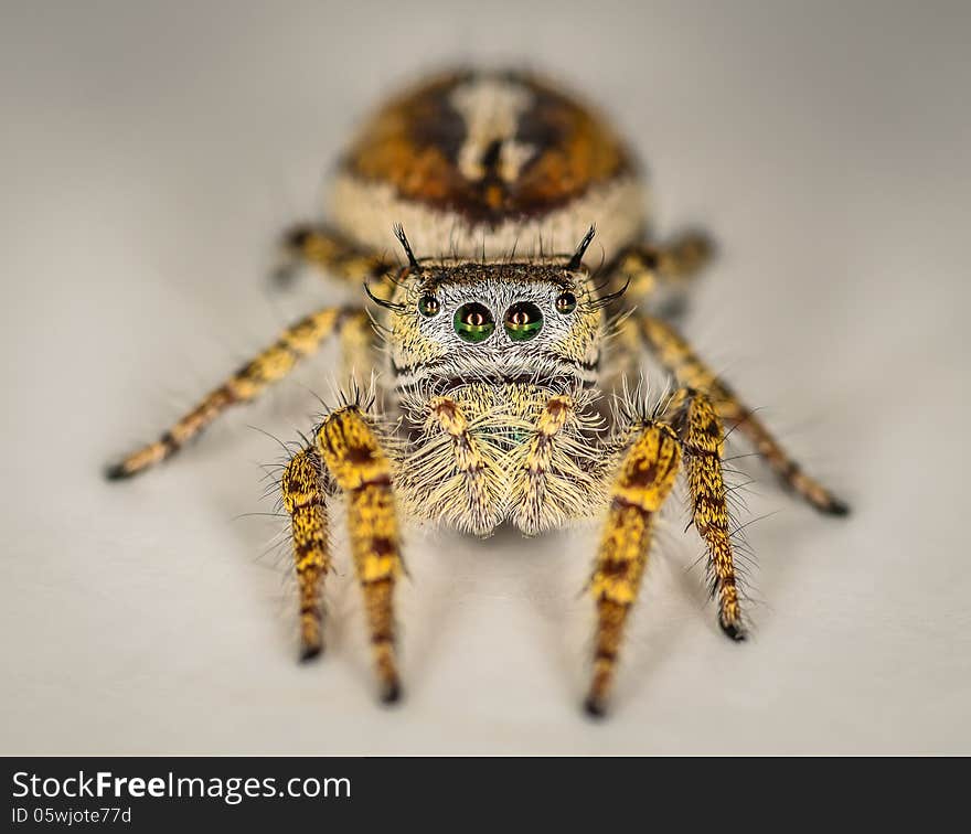 Small Brown and Yellow Jumping Spider Macro