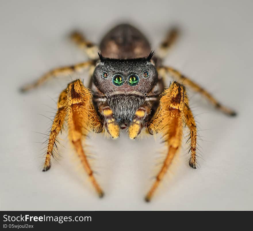 Small Black And Yellow Jumping Spider Macro