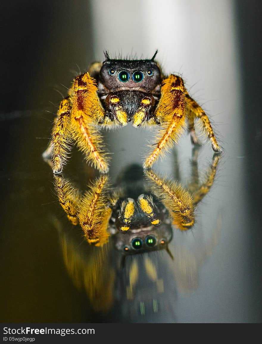 Small Black and Yellow Jumping Spider Macro