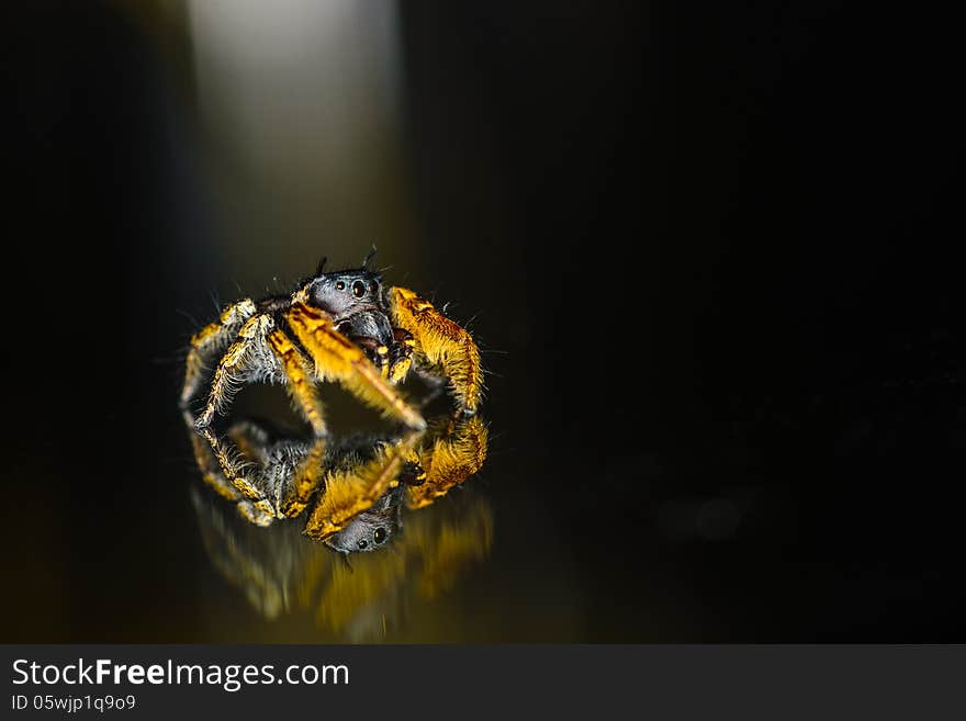 Small Black and Yellow Jumping Spider Macro