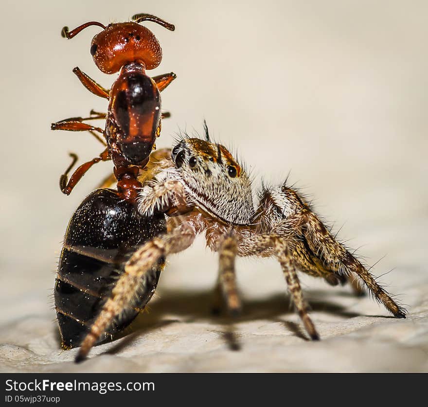 Brown and Yellow Jumping Spider Macro, eating an ant. Brown and Yellow Jumping Spider Macro, eating an ant