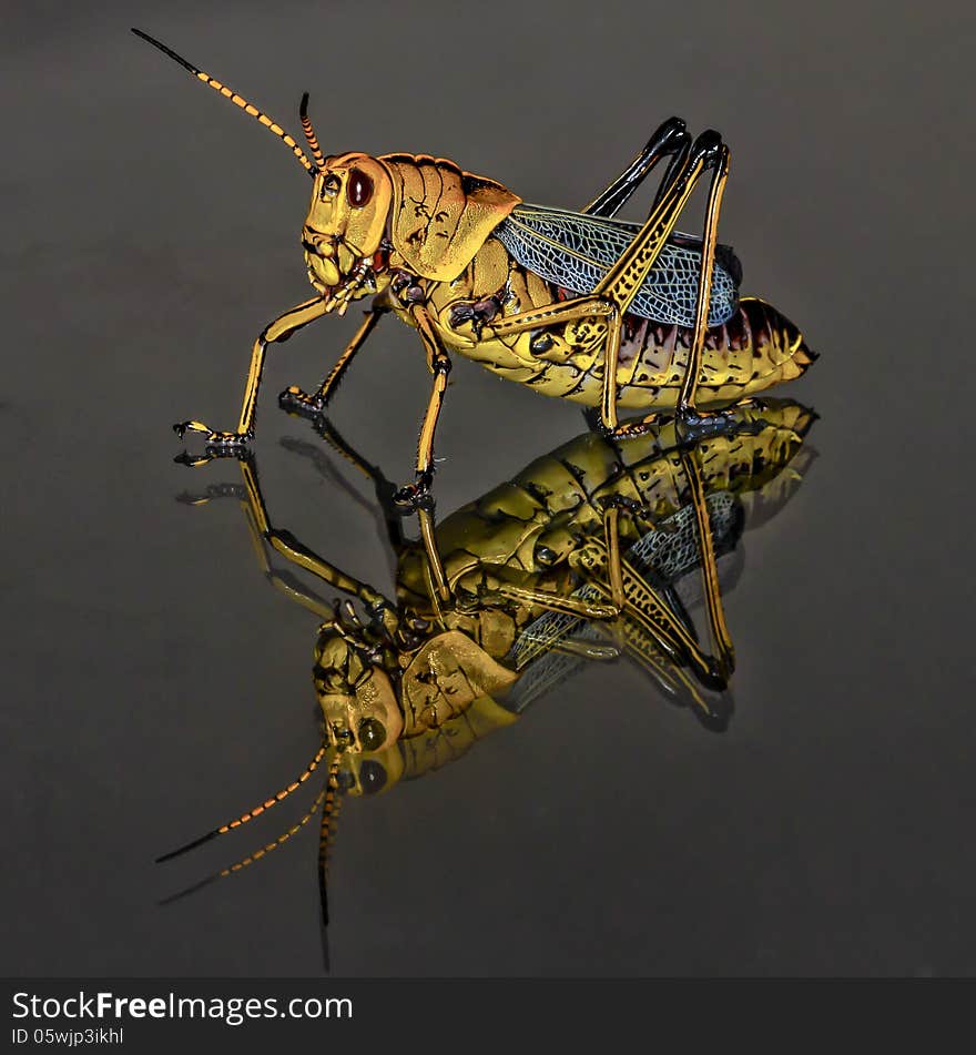 Black and Yellow Grasshopper Macro Closeup