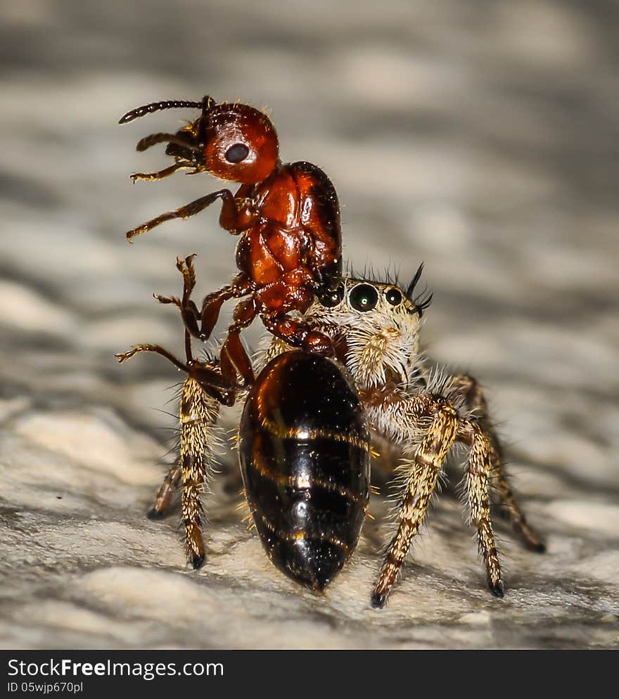 Small Brown and Yellow Jumping Spider Macro and an