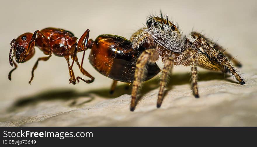 Brown and Yellow Jumping Spider Macro, eating an ant. Brown and Yellow Jumping Spider Macro, eating an ant