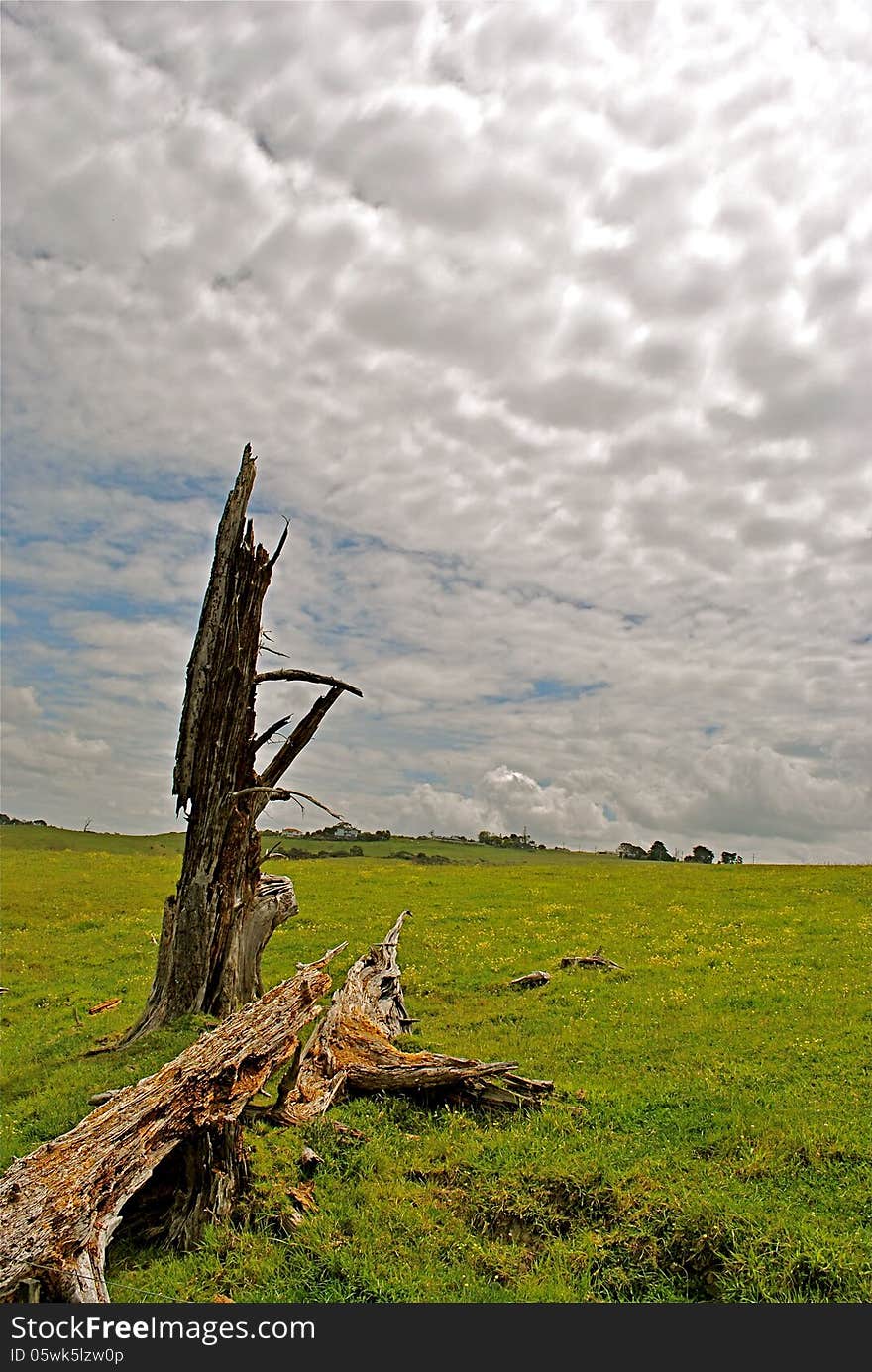 Old broken dead dry tree lying on green meadow. Old broken dead dry tree lying on green meadow