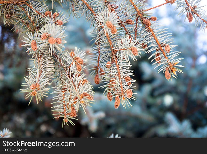 Strobile on spruce, city of Orenburg, Southern Ural, Russia