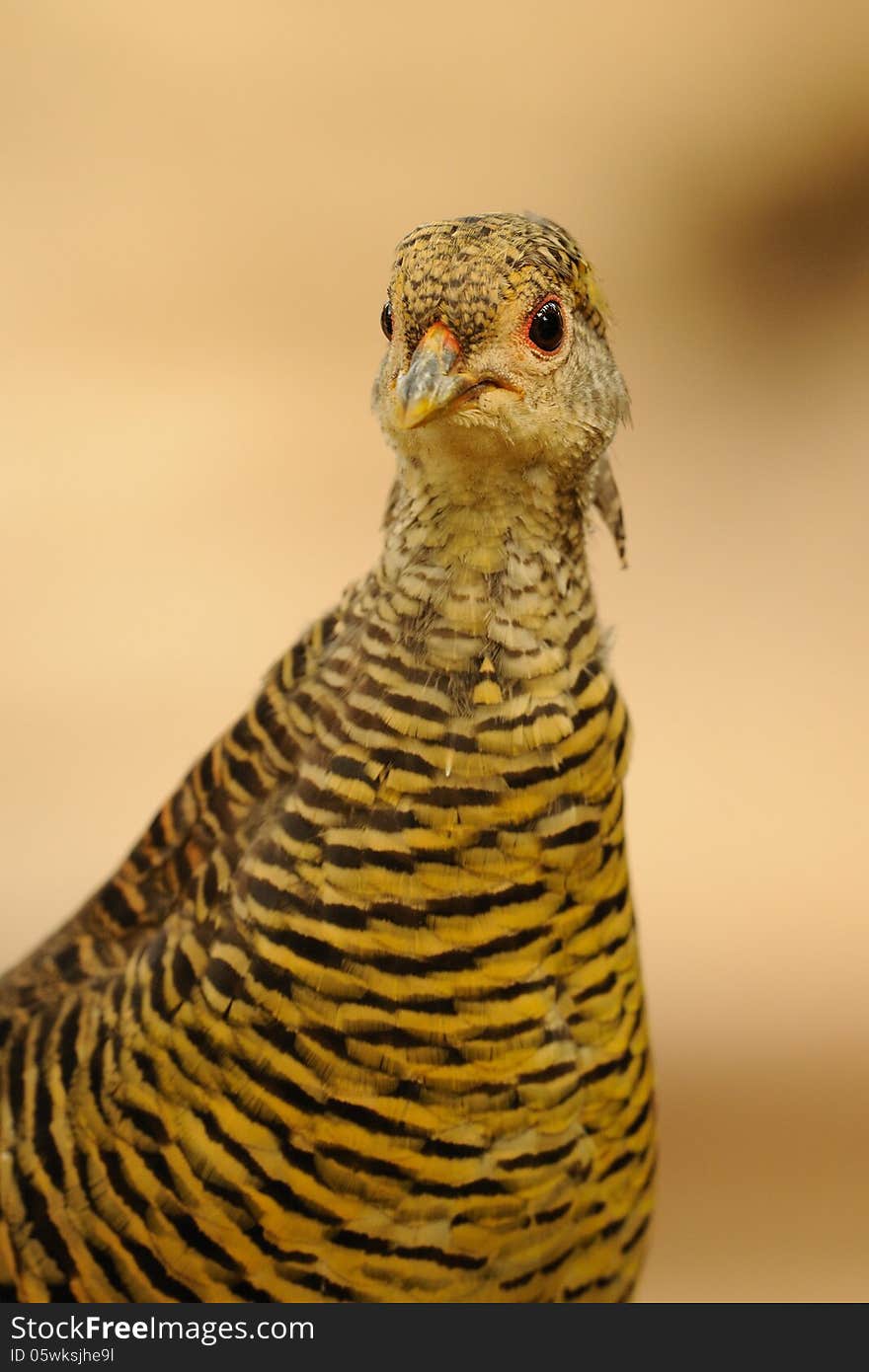 Golden Pheasant &x28;Chrysolophus Pictus&x29