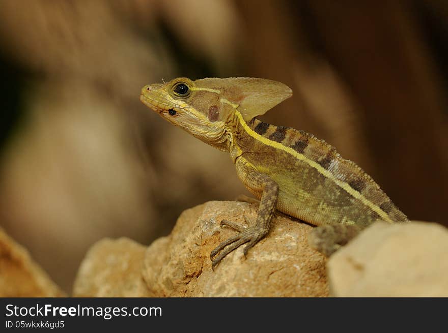 Striped Basilisk &x28;Basiliscus Vittatus&x29