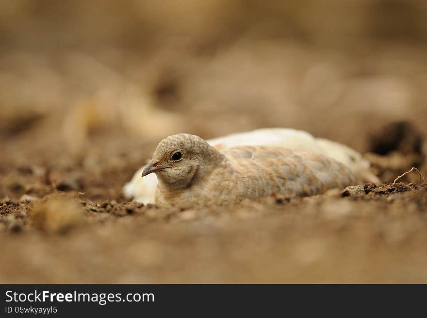 Common Quail &x28;Coturnix Coturnix&x29;