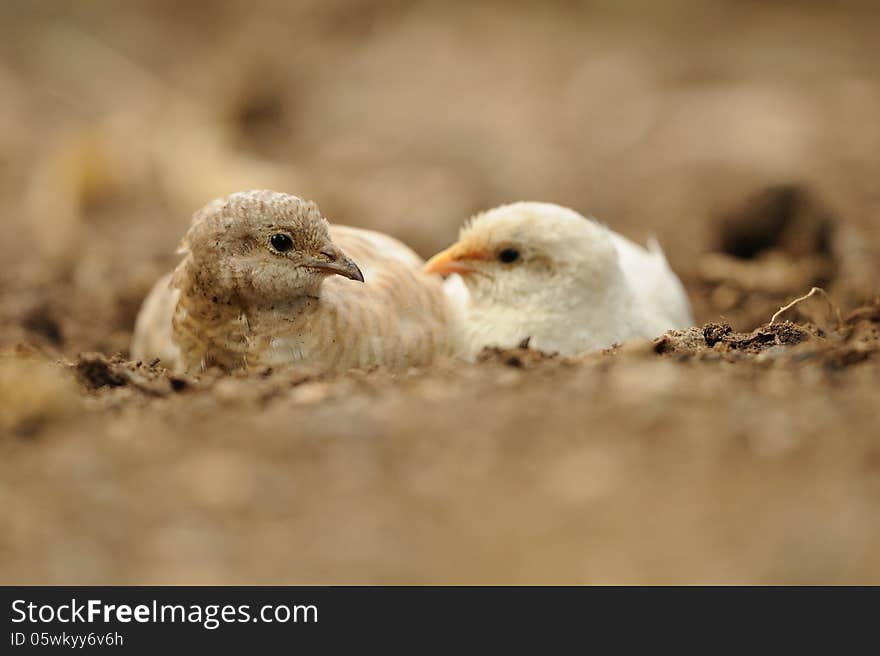 This little birds belongs to the pheasants and build their nest on the ground. This little birds belongs to the pheasants and build their nest on the ground.