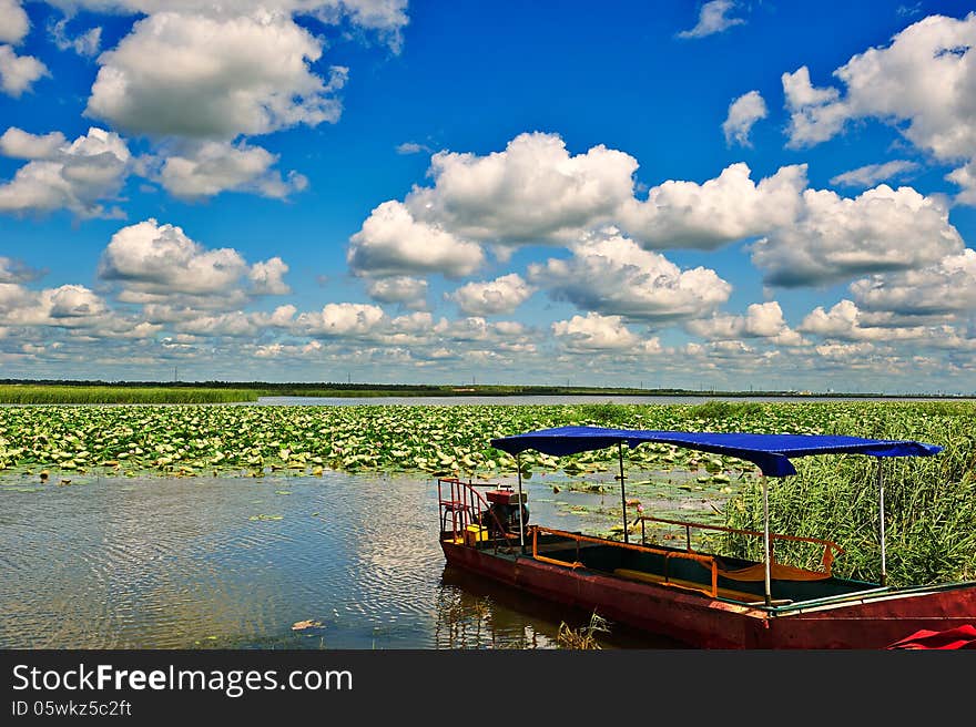 A boat in lotus pond