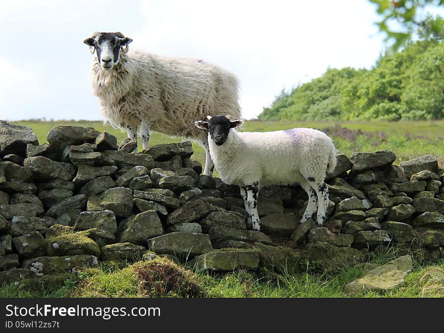 Lamb with its Mother.