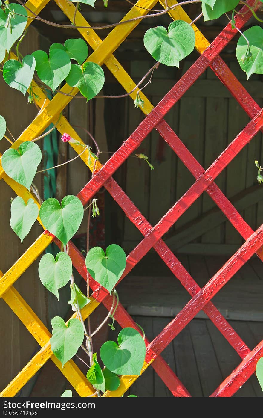 Bindweed On Multicolored Wooden Lattice