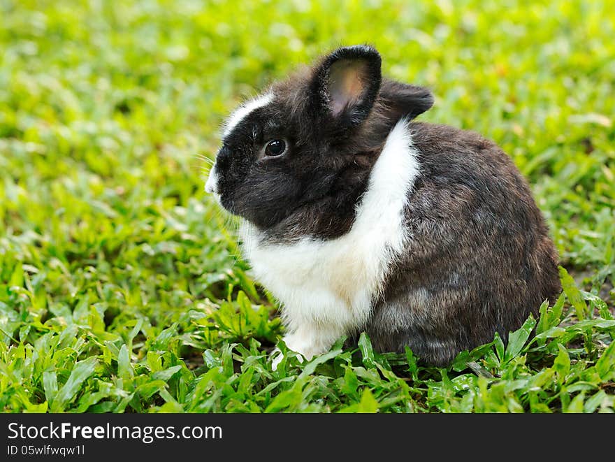 Small piebald rabbit sitting on green grass. Small piebald rabbit sitting on green grass