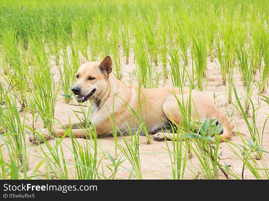 Cute Thai Dog Sitting On Rice Field