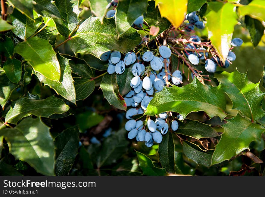 Mahonia aquifolium evergreen shrubs, the genus Mahonia, city of Orenburg, Southern Ural, Russia