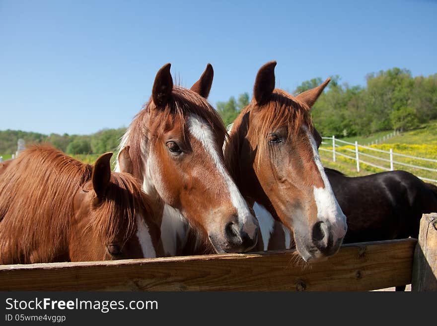 Horses