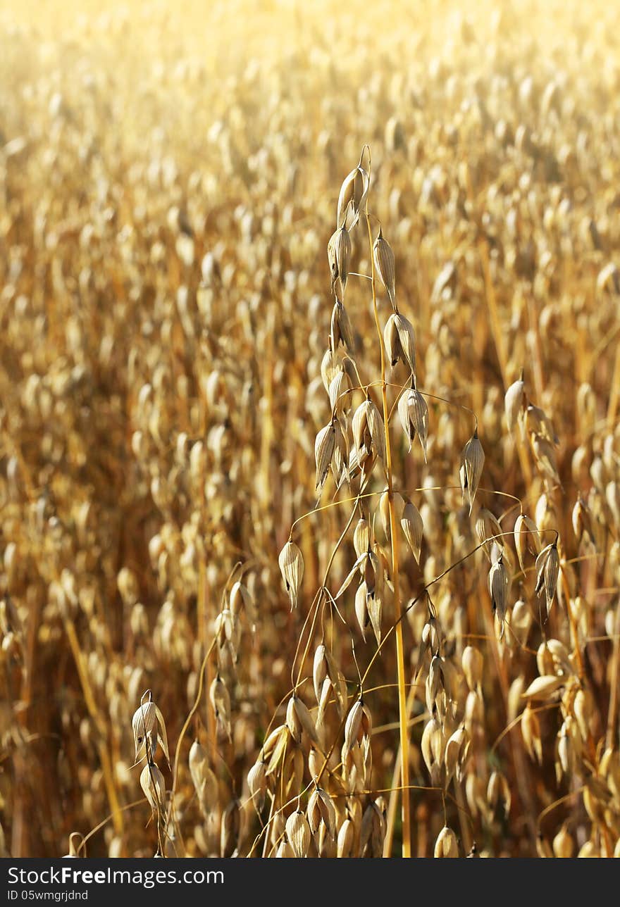 Ripe oat harvest growing on yellow agricultural field. Ripe oat harvest growing on yellow agricultural field