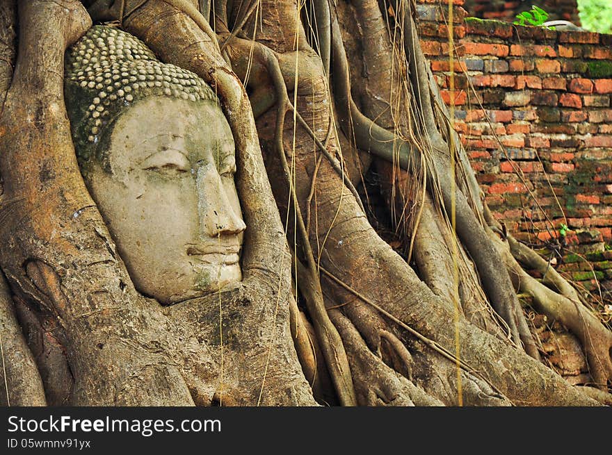 Buddha head in the tree roots. Buddha head in the tree roots