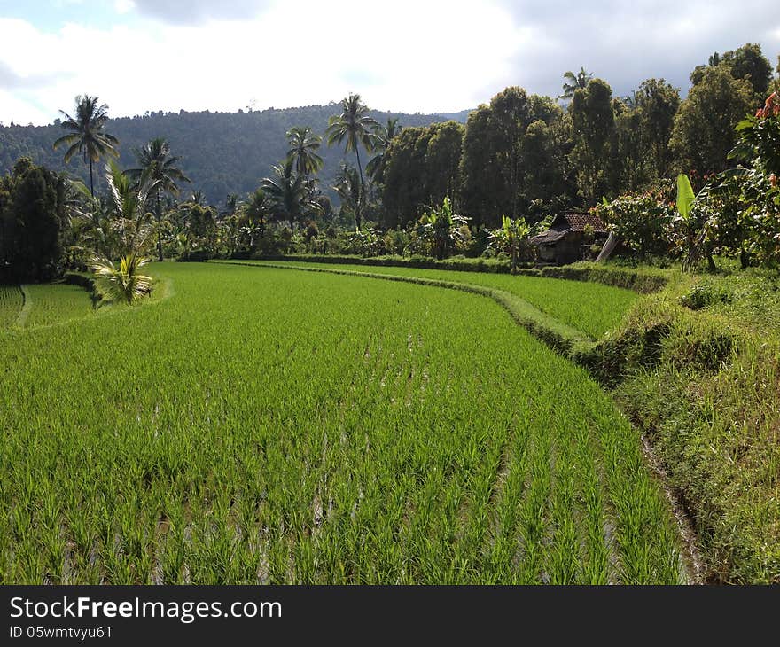 Rice fields, Bali