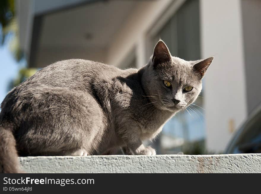 The British Shorthair is a domesticated cat whose features make it a popular breed in cat shows. The British Shorthair is a domesticated cat whose features make it a popular breed in cat shows