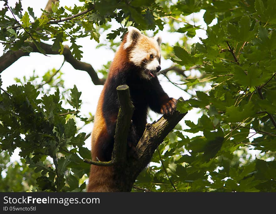 A Red Panda in a tree