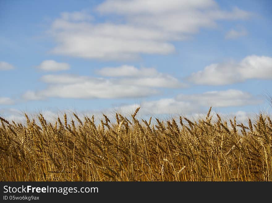 A crop of wheat against a blue sky and white clouds