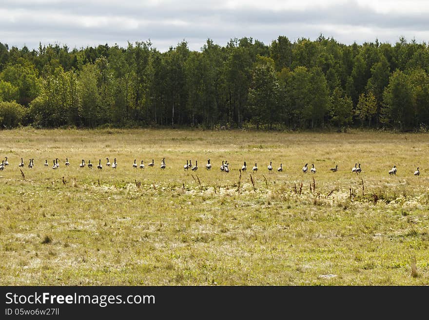 A flock of geese walking across a pasture with pine trees in the background