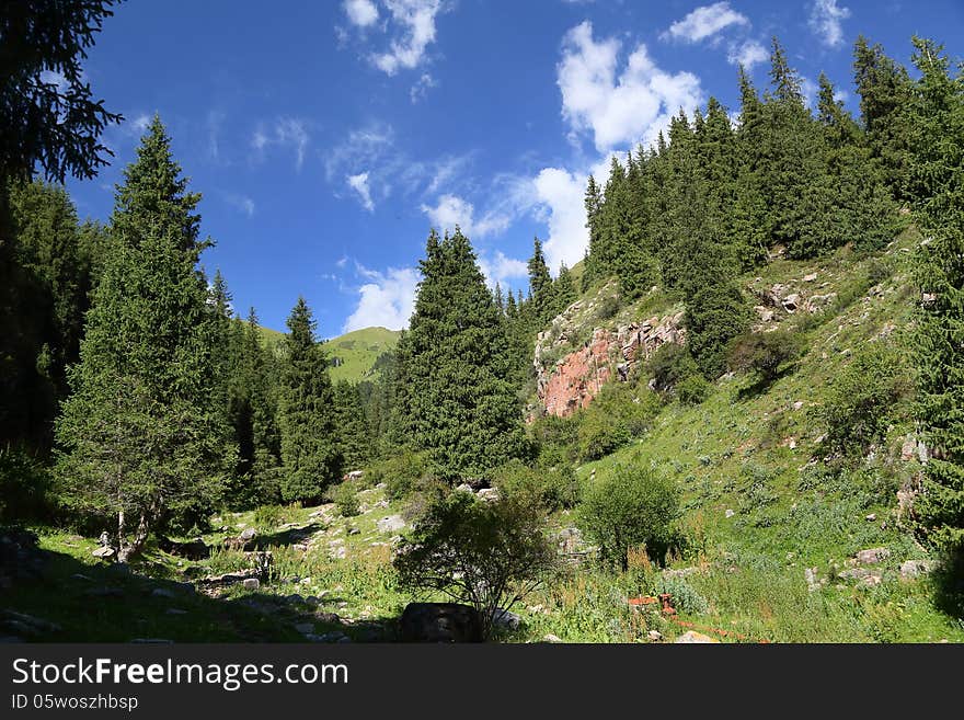 Mountains wood Summer day . Kyrgyzstan. Mountains wood Summer day . Kyrgyzstan.