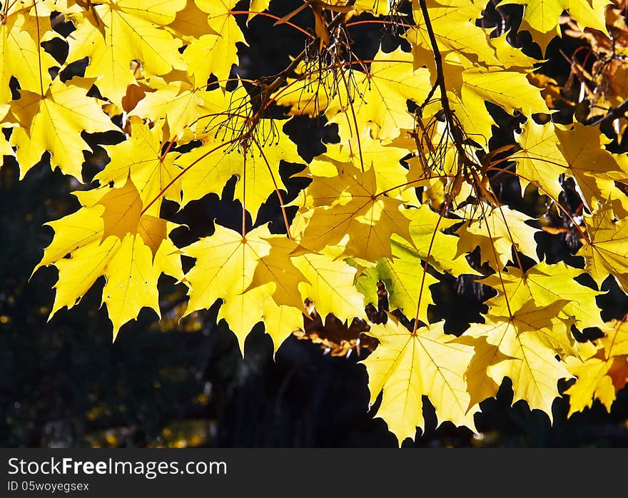 Sunlight on autumn maple yellow leaves. Sunlight on autumn maple yellow leaves