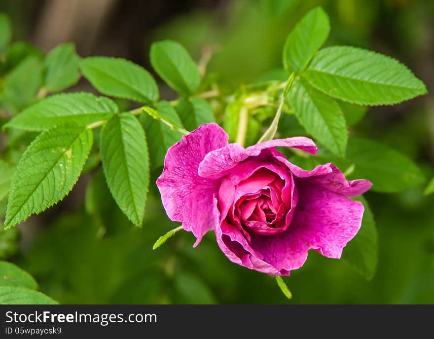 Unblown bud of a dogrose (Rósa). Unblown bud of a dogrose (Rósa)