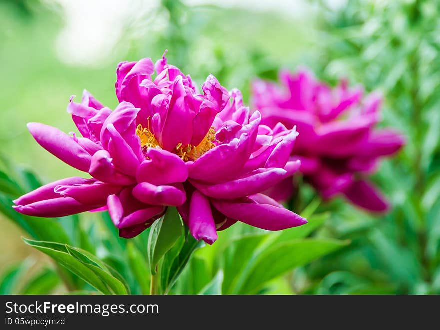 The dismissed flower of a dogrose on an indistinct background. The dismissed flower of a dogrose on an indistinct background