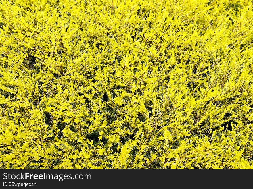 Fresh spring yellow leaves background. Fresh spring yellow leaves background