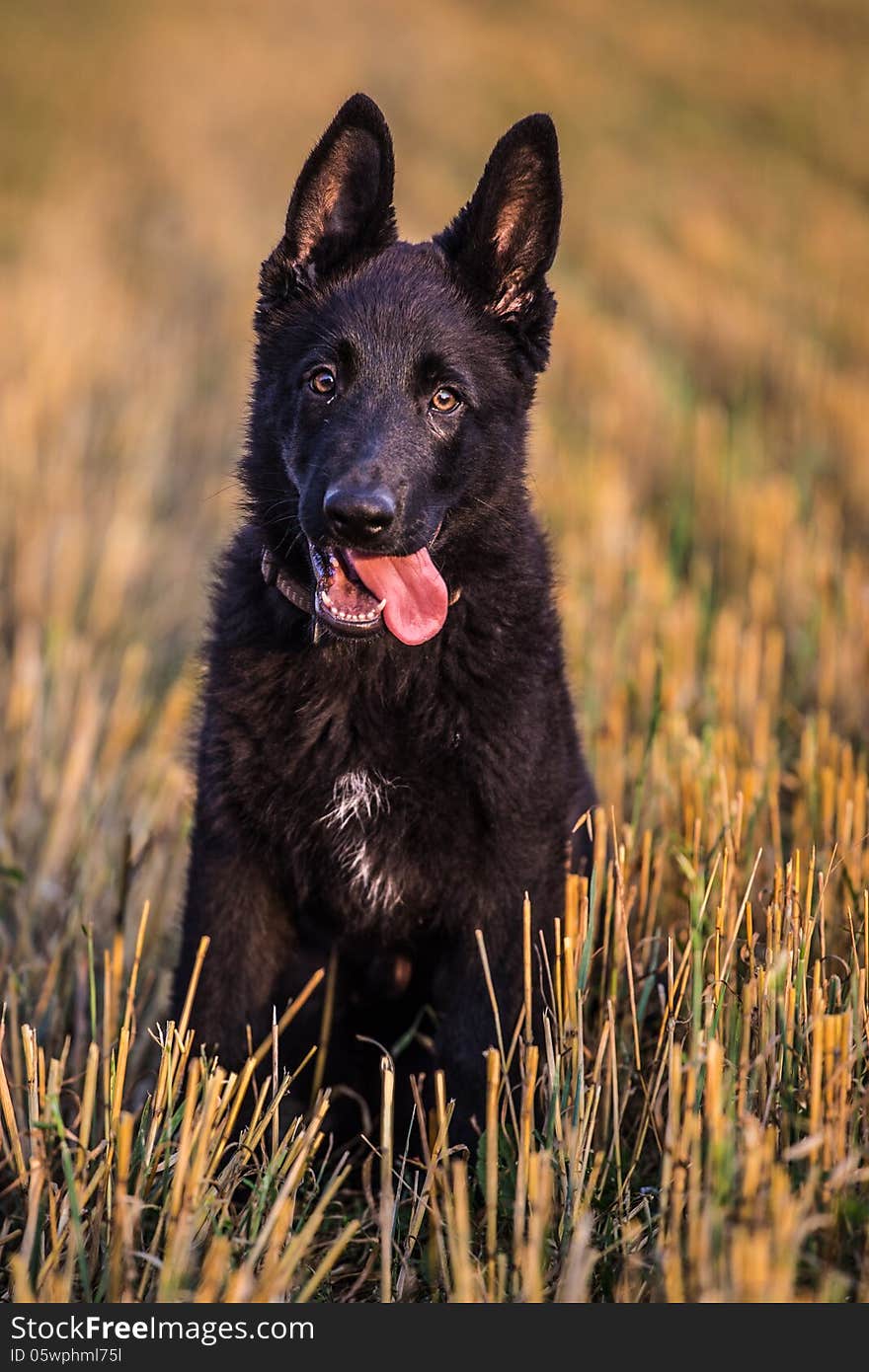 Young German Shepherd