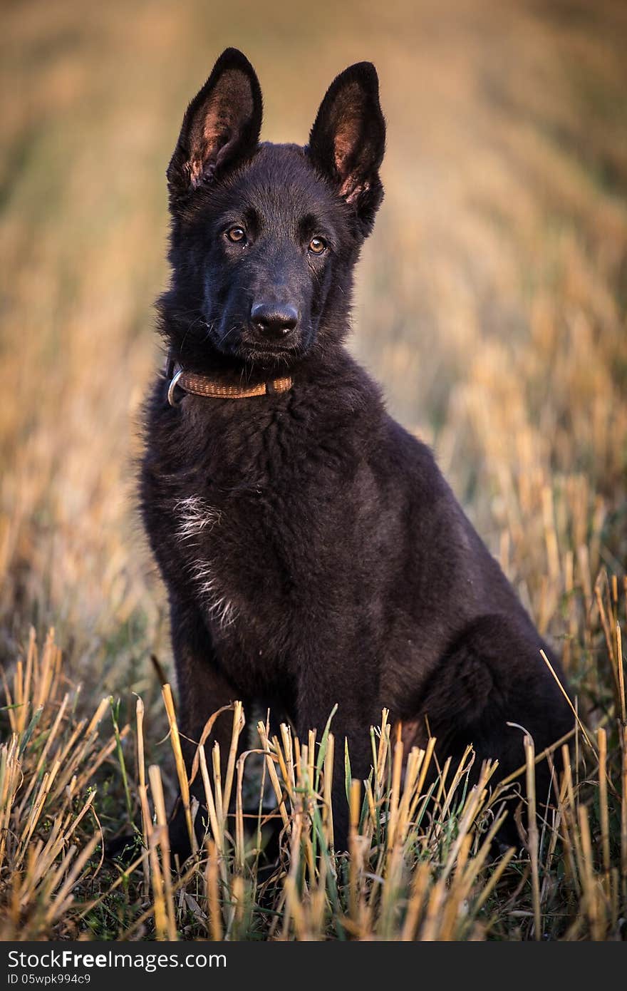 Young German Shepherd