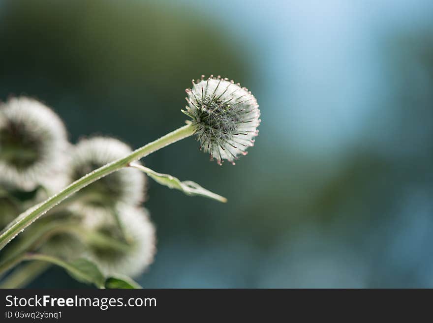 Thistle flowers in a sunny day on an indistinct background. Thistle flowers in a sunny day on an indistinct background