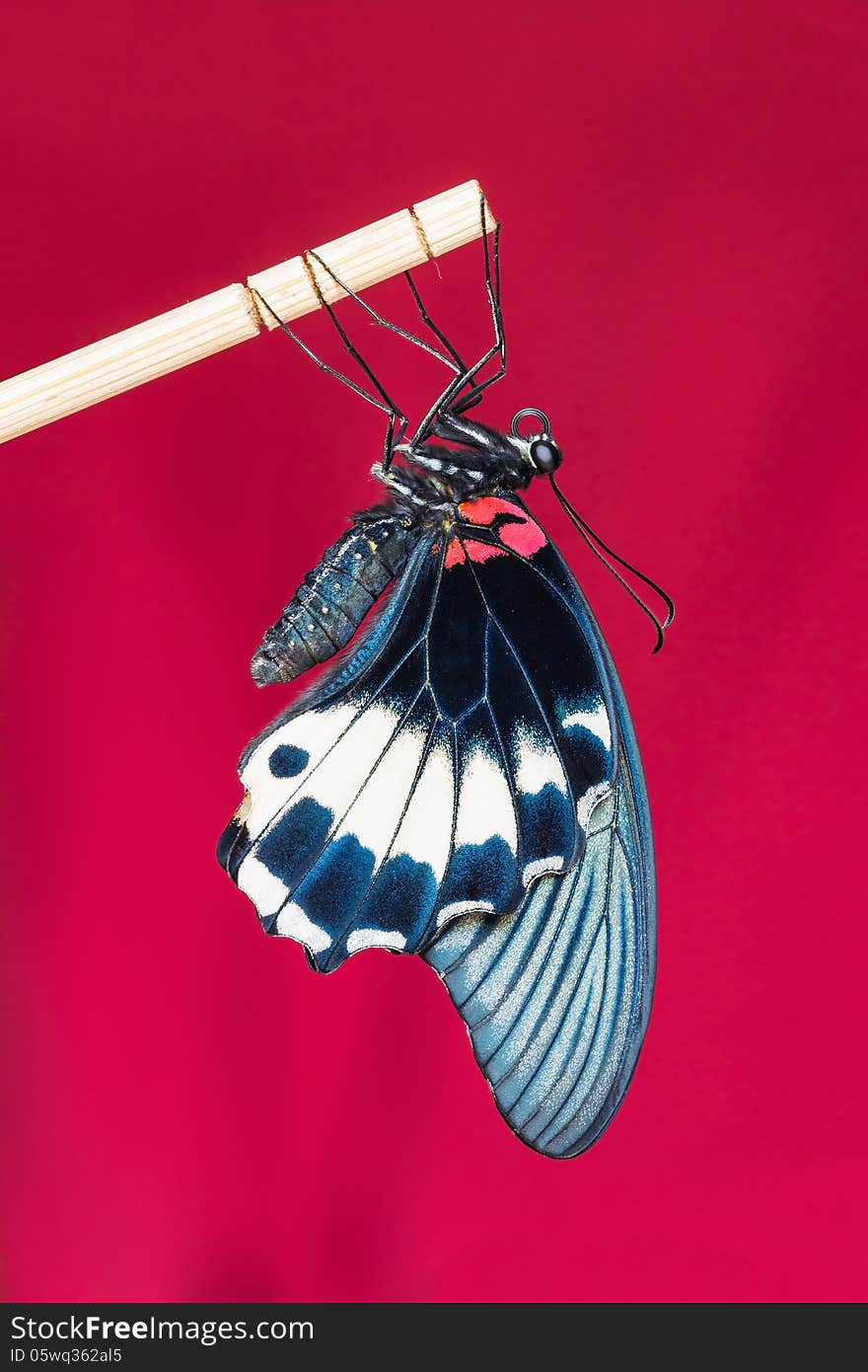 Close up of newly born great mormon butterfly clinging on stick with red background. Close up of newly born great mormon butterfly clinging on stick with red background