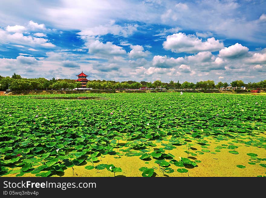 The beautiful lotus pond