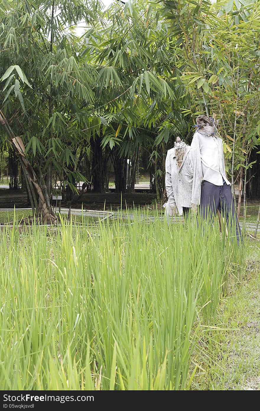 Two scarecrow in rice field